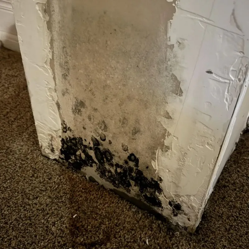 Professional Mold Removal in Ashtabula, OH
